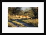 Leaping Impala, Moremi Game Reserve, Botswana by Anonymous