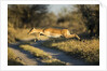 Leaping Impala, Moremi Game Reserve, Botswana by Anonymous
