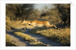 Leaping Impala, Moremi Game Reserve, Botswana by Anonymous