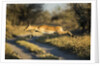 Leaping Impala, Moremi Game Reserve, Botswana by Anonymous