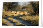 Leaping Impala, Moremi Game Reserve, Botswana by Anonymous