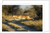 Leaping Impala, Moremi Game Reserve, Botswana by Anonymous