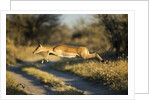 Leaping Impala, Moremi Game Reserve, Botswana by Anonymous
