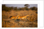 Leaping Impalas, Moremi Game Reserve, Botswana by Anonymous