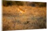 Leaping Impala, Moremi Game Reserve, Botswana by Anonymous