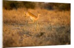 Leaping Impala, Moremi Game Reserve, Botswana by Anonymous