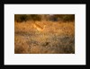 Leaping Impala, Moremi Game Reserve, Botswana by Anonymous
