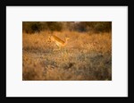 Leaping Impala, Moremi Game Reserve, Botswana by Anonymous