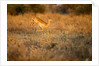 Leaping Impala, Moremi Game Reserve, Botswana by Anonymous