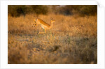 Leaping Impala, Moremi Game Reserve, Botswana by Anonymous