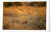 Leaping Impala, Moremi Game Reserve, Botswana by Anonymous