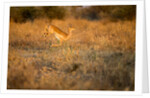 Leaping Impala, Moremi Game Reserve, Botswana by Anonymous