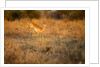 Leaping Impala, Moremi Game Reserve, Botswana by Anonymous