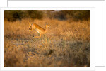 Leaping Impala, Moremi Game Reserve, Botswana by Anonymous