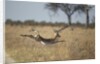 Leaping Impala, Moremi Game Reserve, Botswana by Anonymous