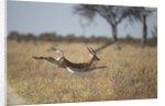 Leaping Impala, Moremi Game Reserve, Botswana by Anonymous