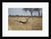 Leaping Impala, Moremi Game Reserve, Botswana by Anonymous