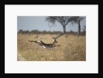 Leaping Impala, Moremi Game Reserve, Botswana by Anonymous