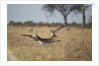 Leaping Impala, Moremi Game Reserve, Botswana by Anonymous