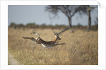 Leaping Impala, Moremi Game Reserve, Botswana by Anonymous