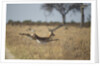 Leaping Impala, Moremi Game Reserve, Botswana by Anonymous