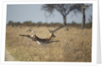 Leaping Impala, Moremi Game Reserve, Botswana by Anonymous