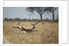 Leaping Impala, Moremi Game Reserve, Botswana by Anonymous