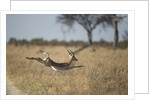 Leaping Impala, Moremi Game Reserve, Botswana by Anonymous