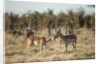 Male and Female Impala, Chobe National Park,Botswana by Anonymous