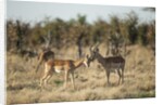Male and Female Impala, Chobe National Park,Botswana by Anonymous