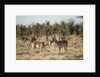 Male and Female Impala, Chobe National Park,Botswana by Anonymous