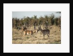 Male and Female Impala, Chobe National Park,Botswana by Anonymous