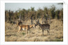 Male and Female Impala, Chobe National Park,Botswana by Anonymous