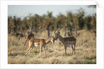 Male and Female Impala, Chobe National Park,Botswana by Anonymous