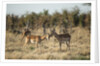 Male and Female Impala, Chobe National Park,Botswana by Anonymous