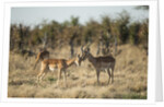 Male and Female Impala, Chobe National Park,Botswana by Anonymous