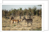 Male and Female Impala, Chobe National Park,Botswana by Anonymous