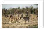 Male and Female Impala, Chobe National Park,Botswana by Anonymous