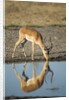 Male Impala Drinking, Chobe National Park,Botswana by Anonymous