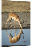 Male Impala Drinking, Chobe National Park,Botswana by Anonymous