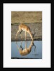 Male Impala Drinking, Chobe National Park,Botswana by Anonymous