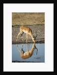 Male Impala Drinking, Chobe National Park,Botswana by Anonymous
