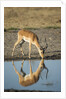 Male Impala Drinking, Chobe National Park,Botswana by Anonymous