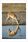 Male Impala Drinking, Chobe National Park,Botswana by Anonymous
