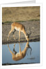 Male Impala Drinking, Chobe National Park,Botswana by Anonymous