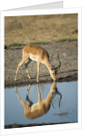 Male Impala Drinking, Chobe National Park,Botswana by Anonymous