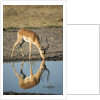 Male Impala Drinking, Chobe National Park,Botswana by Anonymous