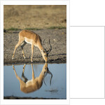 Male Impala Drinking, Chobe National Park,Botswana by Anonymous