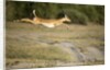 Leaping Impala, Chobe National Park, Botswana by Anonymous