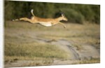 Leaping Impala, Chobe National Park, Botswana by Anonymous